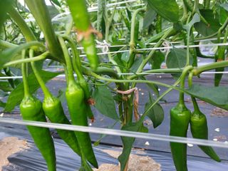 고추13184님의 고추 · 지주설치•유인•성장 작성글 사진