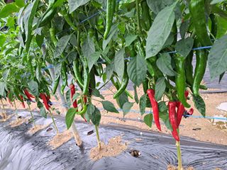 두리길님의 고추 · 수확 작성글 사진