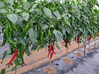 두리길님의 고추 · 수확 작성글 사진