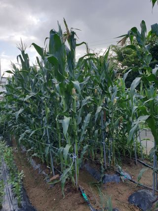 들깨19622님의 옥수수 · 자유게시판 작성글 사진