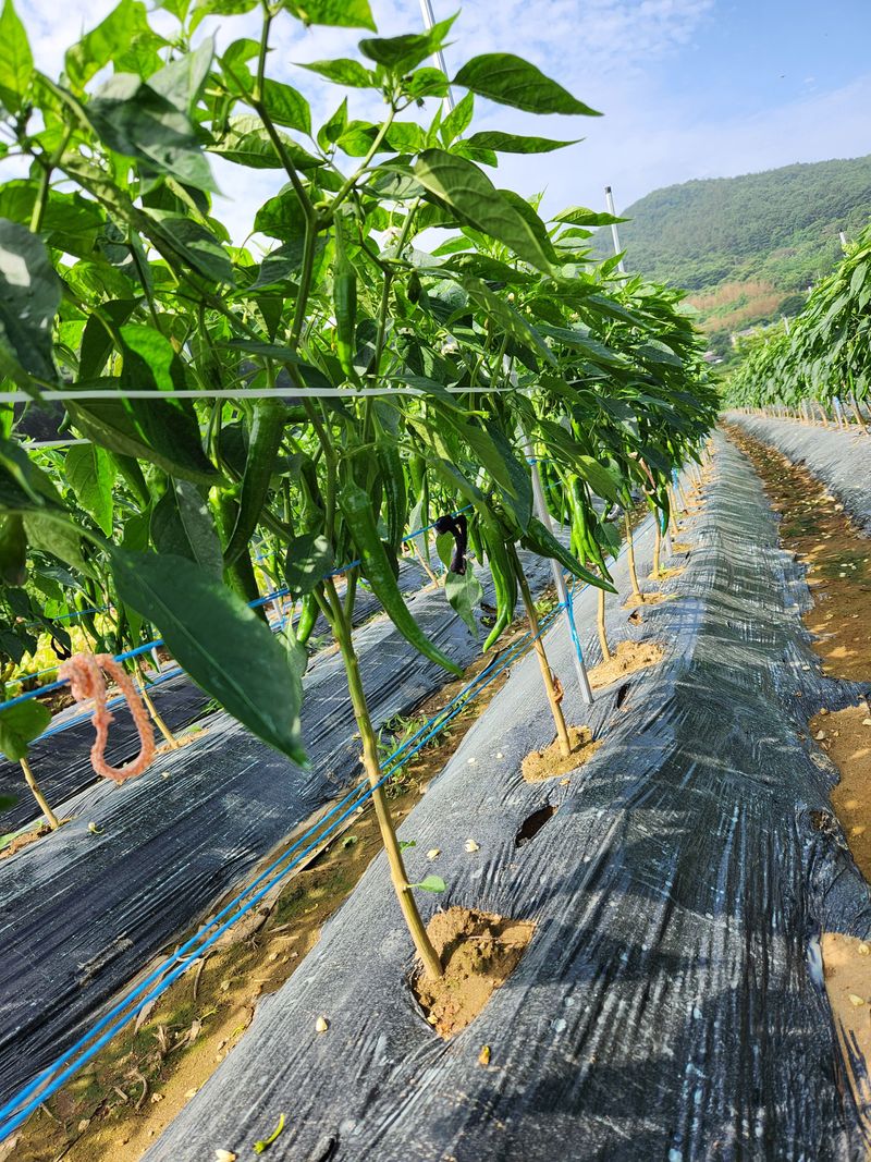 장터 상품 [상추. 풋고추 청량고추. 꽈리고추 ] 썸네일