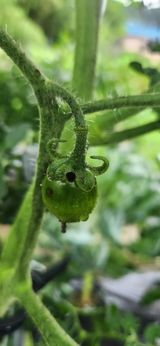 팜모닝 토마토·병해충상담 게시글 이미지