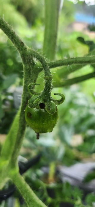 김준수님의 토마토 · 병해충상담 작성글 사진