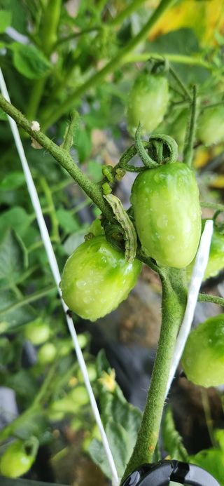 김준수님의 토마토 · 병해충상담 작성글 사진