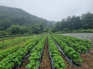 참깨6253님의 참깨 · 영농일지 작성글 사진