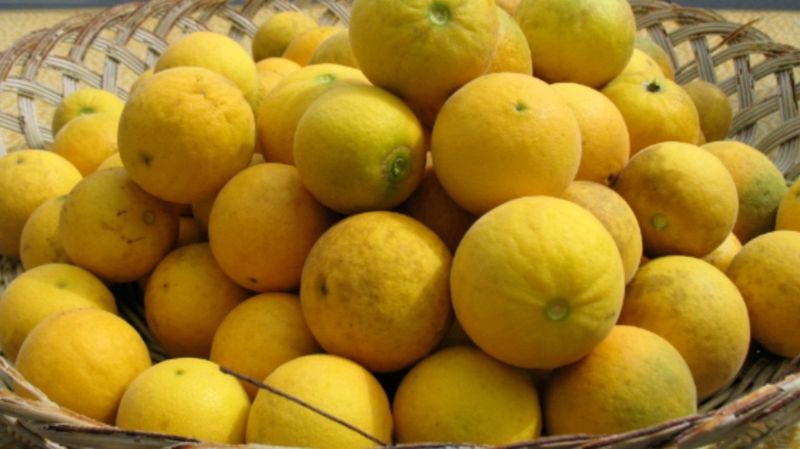 장터 상품 [탱자효소 ] 썸네일