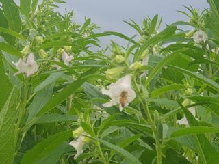 자두20879님의 참깨 · 자유게시판 작성글 사진