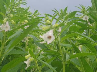 자두20879님의 참깨 · 자유게시판 작성글 사진