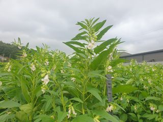 자두20879님의 참깨 · 자유게시판 작성글 사진