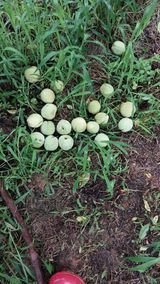 팜모닝 복숭아·병해충상담 게시글 이미지