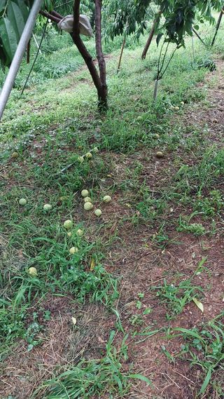 손경식님의 복숭아 · 병해충상담 작성글 사진