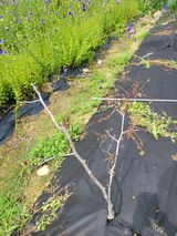 팜모닝 팜모닝 병해충 연구회·병해충상담 게시글 이미지