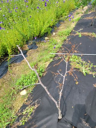 강성태 님의 팜모닝 병해충 연구회 · 병해충상담 작성글 사진