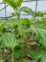 팜모닝 참깨·자유게시판 게시글 이미지