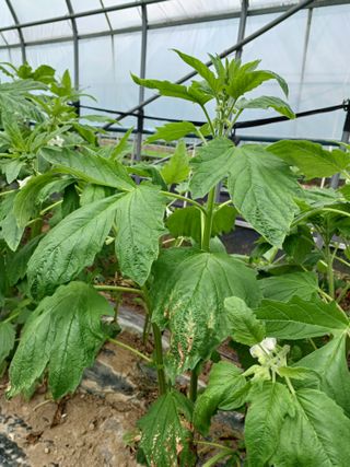 시골을사랑하는경희님의 참깨 · 자유게시판 작성글 사진