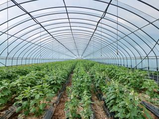 시골을사랑하는경희님의 참깨 · 자유게시판 작성글 사진