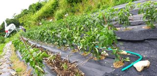 초원농원님의 최고의 제초제는 무엇인가요? · 참여 작성글 사진