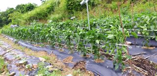 초원농원님의 최고의 제초제는 무엇인가요? · 참여 작성글 사진