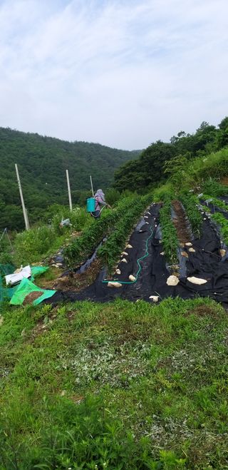 초원농원님의 최고의 제초제는 무엇인가요? · 참여 작성글 사진