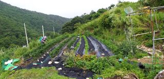 초원농원님의 최고의 제초제는 무엇인가요? · 참여 작성글 사진