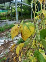 팜모닝 콩·병해충상담 게시글 이미지