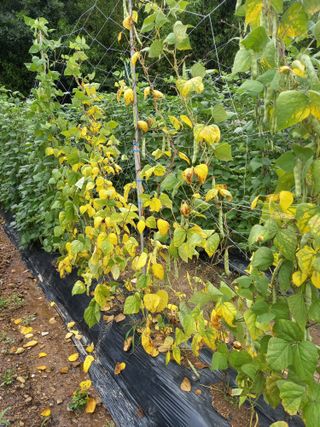 초보농꾼님의 콩 · 병해충상담 작성글 사진