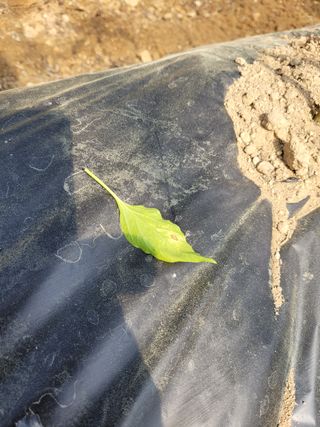 호호ㅋ님의 고추 · 병해충상담 작성글 사진