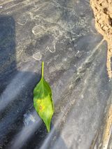 팜모닝 고추·병해충상담 게시글 이미지