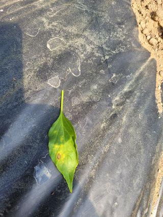 호호ㅋ님의 고추 · 병해충상담 작성글 사진