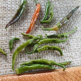 이연희님의 고추 · 병해충상담 작성글 사진