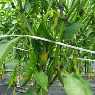 이연희님의 고추 · 병해충상담 작성글 사진