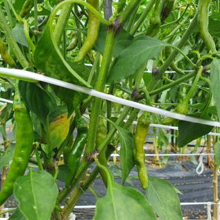 이연희님의 고추 · 병해충상담 작성글 사진