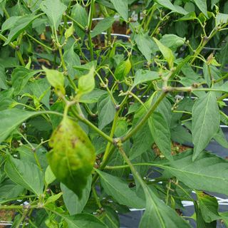 이연희님의 고추 · 병해충상담 작성글 사진