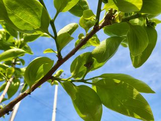 김병진님의 감 · 병해충상담 작성글 사진