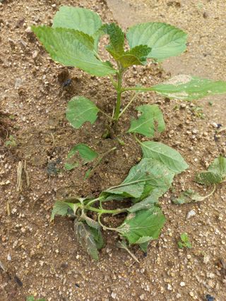 농민님의 들깨 · 병해충상담 작성글 사진