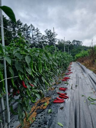 고추일등품종칼라병에님의 고추 · 수확 작성글 사진