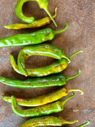 고추일등품종칼라병에님의 고추 · 병해충상담 작성글 사진