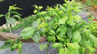 두견새님의 매실 · 병해충상담 작성글 사진