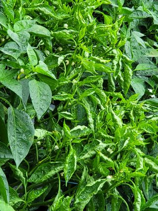 사과농사님의 고추 · 비료•농약 작성글 사진