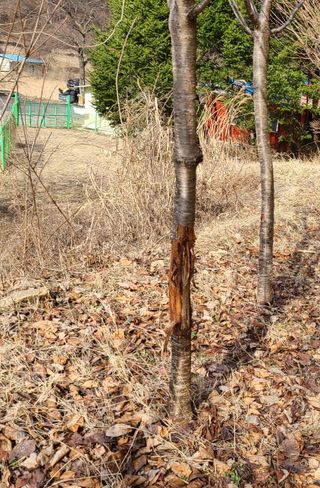 다범님의 기타작물 · 병해충상담 작성글 사진