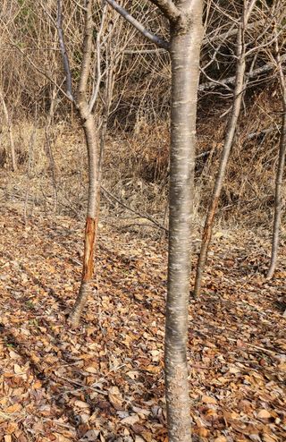 다범님의 기타작물 · 병해충상담 작성글 사진