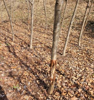 다범님의 기타작물 · 병해충상담 작성글 사진