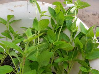 박귀님의 참깨 · 자유게시판 작성글 사진