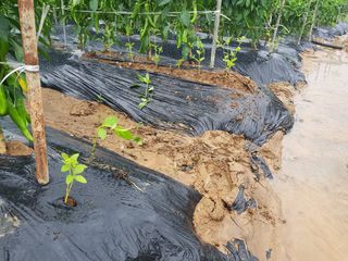 박귀님의 참깨 · 자유게시판 작성글 사진