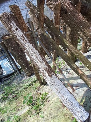 딸기15519님의 버섯 · 병해충상담 작성글 사진