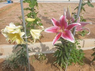 임병국(남리ㅡ림)님의 자유주제 · 자유게시판 작성글 사진