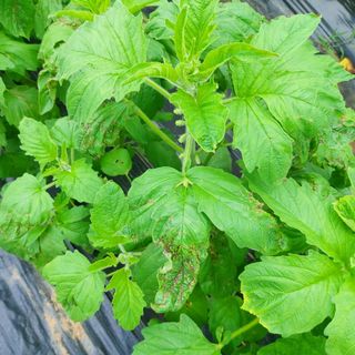 게으른농부님의 참깨 · 병해충상담 작성글 사진