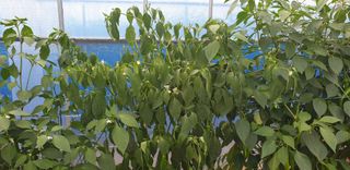 에덴농원나장미입니다님의 고추 · 병해충상담 작성글 사진