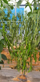 팜모닝 고추·병해충상담 게시글 이미지