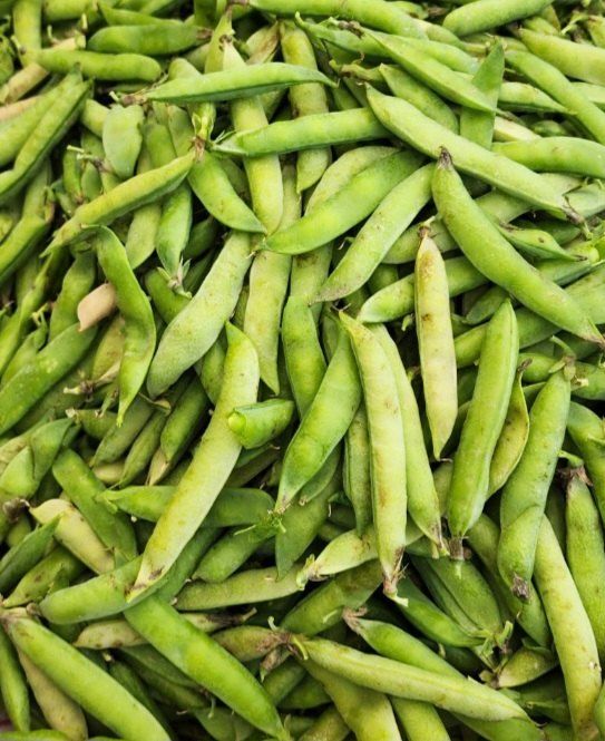 평창산들농장님의 장터 판매 상품 [산지직송 햇완두콩 1kg] 첨부 사진